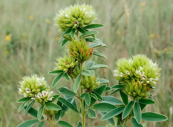 Can Lespedeza Capitata Extract Promote Healthy Fluid Balance?